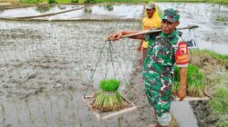 Dukung Ketahanan Pangan, Babinsa Koramil Doko Dampingi Petani Tanam Padi di Desa Plumbagan
