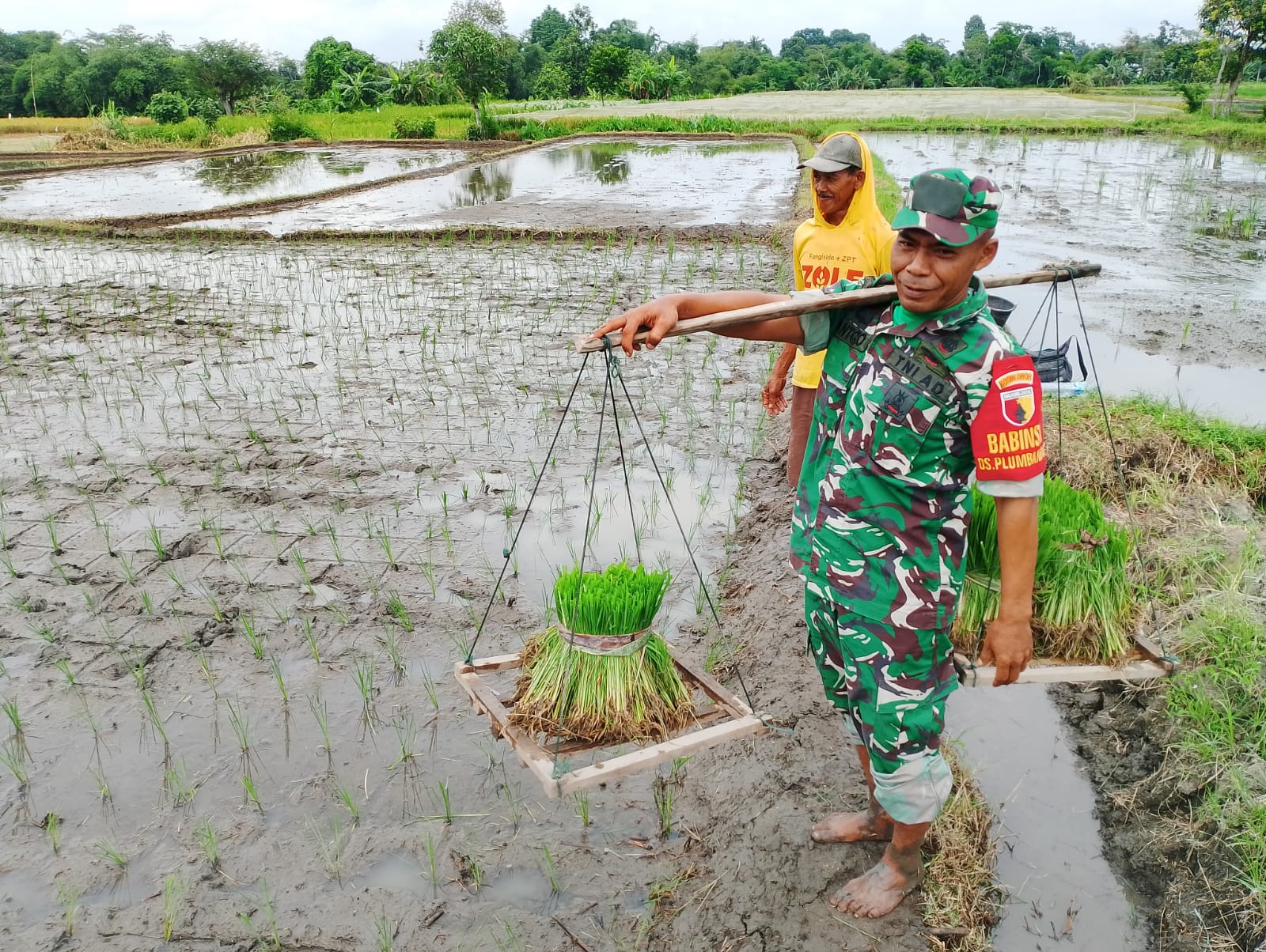 Dukung Ketahanan Pangan, Babinsa Koramil Doko Dampingi Petani Tanam Padi di Desa Plumbagan