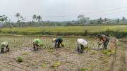 Dukung Ketahanan Pangan, Serka Abdul Salam Turun ke Sawah Bantu Petani Tanam Padi Di Ngadirenggo