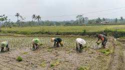 Dukung Ketahanan Pangan, Serka Abdul Salam Turun ke Sawah Bantu Petani Tanam Padi Di Ngadirenggo