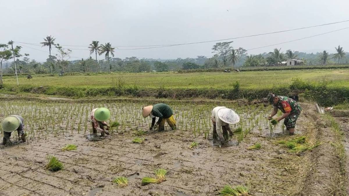 Dukung Ketahanan Pangan, Serka Abdul Salam Turun ke Sawah Bantu Petani Tanam Padi Di Ngadirenggo Dukung Ketahanan Pangan, Serka Abdul Salam Turun ke Sawah Bantu Petani Tanam Padi Di Ngadirenggo