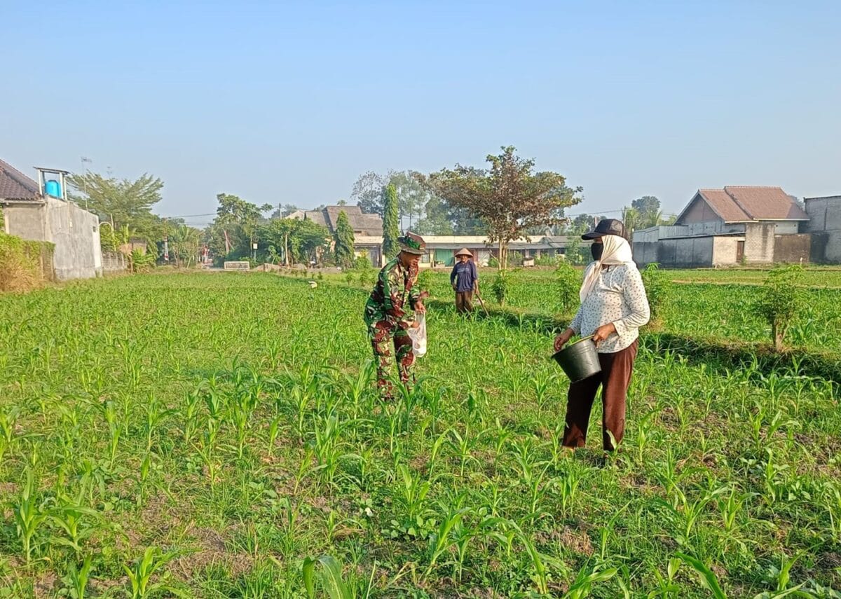 Optimalkan Hasil Panen, Serma Aries K Dampingi Poktan Wisanggeni Rawat Tanaman Jagung Optimalkan Hasil Panen, Serma Aries K Dampingi Poktan Wisanggeni Rawat Tanaman Jagung