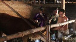 Melampaui Target: TMMD 129 Bojonegoro dan Disnakkan Sentuh Nadi Ekonomi Warga Lewat Layanan Kesehatan Hewan