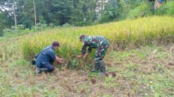 Koramil Tiris Dampingi Panen Padi Warga, Perkuat Dukungan TNI terhadap Ketahanan Pangan