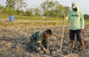 Menabur Bibit, Memupuk Kemanunggalan: Aksi Serda Rizky Turun Sawah di TMMD 129 Bojonegoro