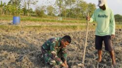 Menabur Bibit, Memupuk Kemanunggalan: Aksi Serda Rizky Turun Sawah di TMMD 129 Bojonegoro