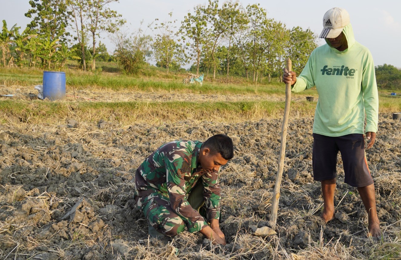 Menabur Bibit, Memupuk Kemanunggalan: Aksi Serda Rizky Turun Sawah di TMMD 129 Bojonegoro Menabur Bibit, Memupuk Kemanunggalan: Aksi Serda Rizky Turun Sawah di TMMD 129 Bojonegoro