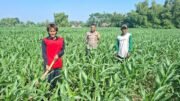 Polisi Sambangi Petani Jagung di Sumber Wetan, Dorong Ketahanan Pangan