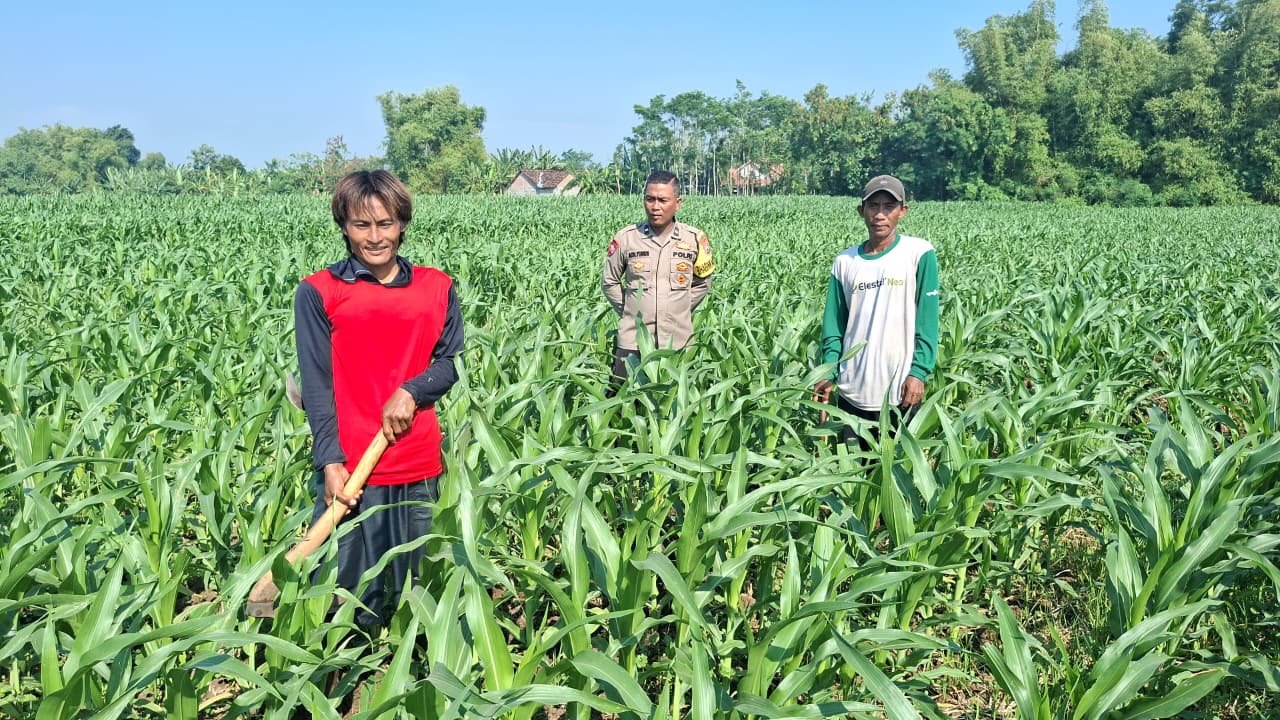 Polisi Sambangi Petani Jagung di Sumber Wetan, Dorong Ketahanan Pangan Polisi Sambangi Petani Jagung di Sumber Wetan, Dorong Ketahanan Pangan