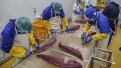 Meningkatkan Kompetensi Pekerja Pengolahan Tuna
