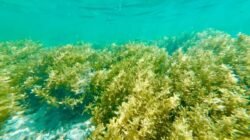 Mengenal 9 Manfaat Rumput Laut untuk Kesehatan yang Jarang Diketahui
