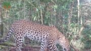 Persoalan Kelangsungan Ekosistem Macan Tutul Jawa