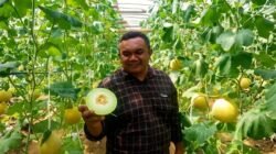 Melon Blitar Berhasil Menembus Pasar Singapura