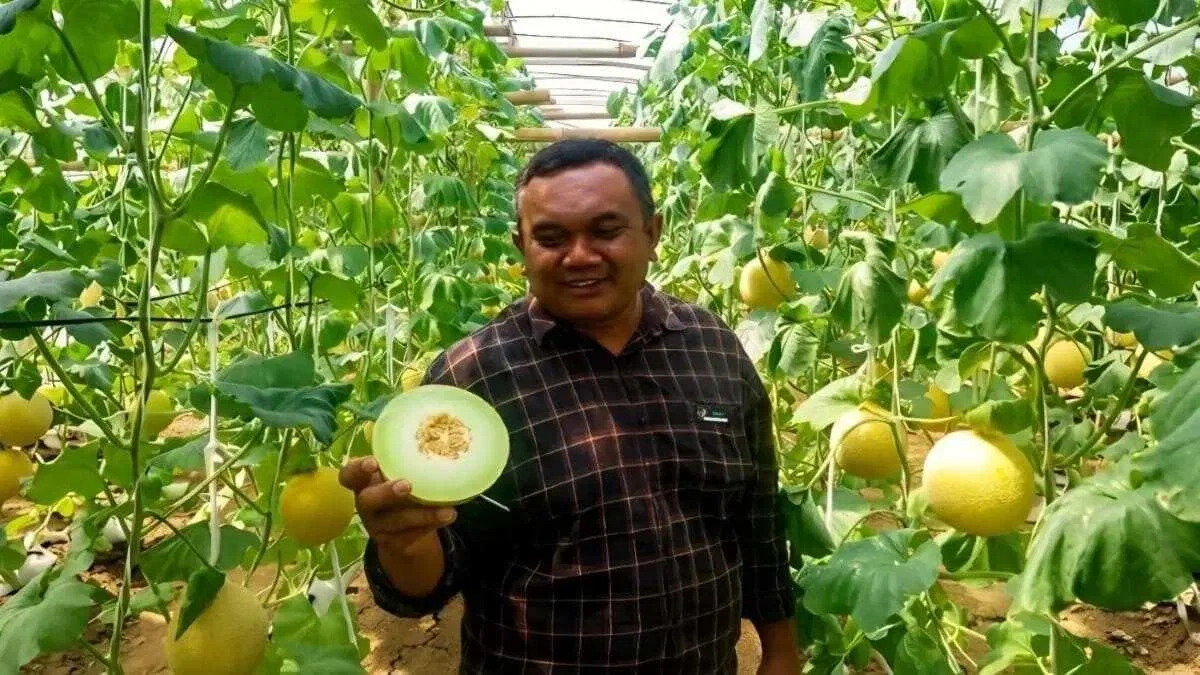 Melon Blitar Berhasil Menembus Pasar Singapura