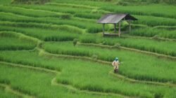Kehilangan Lahan Pertanian di Indonesia: Ancaman Urbanisasi dan Solusi Digital