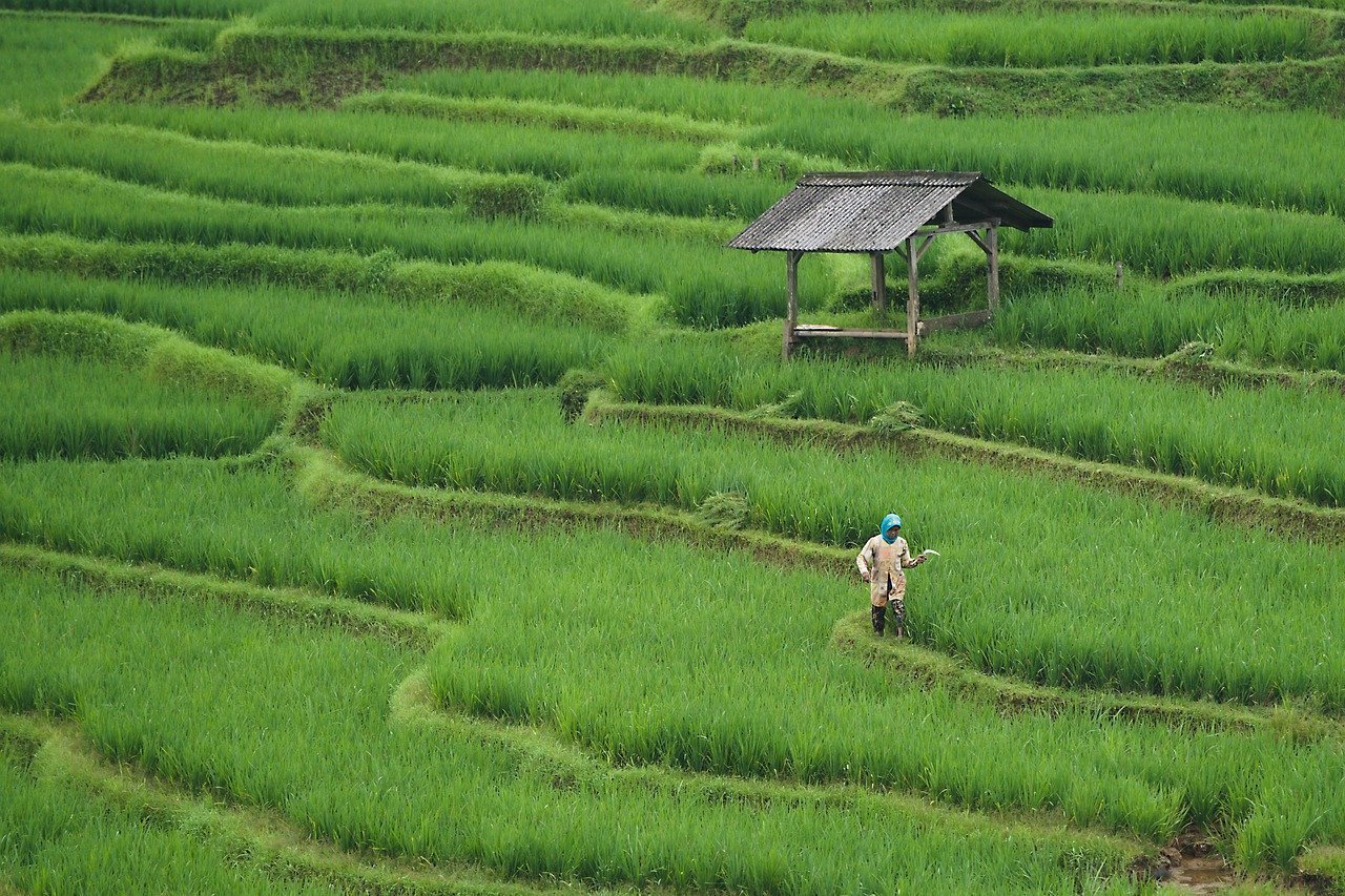 Kehilangan Lahan Pertanian di Indonesia: Ancaman Urbanisasi dan Solusi Digital Kehilangan Lahan Pertanian di Indonesia: Ancaman Urbanisasi dan Solusi Digital