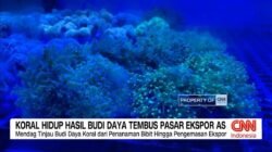 Koral Hidup Asal Banyuwangi Tembus Pasar Ekspor Internasional