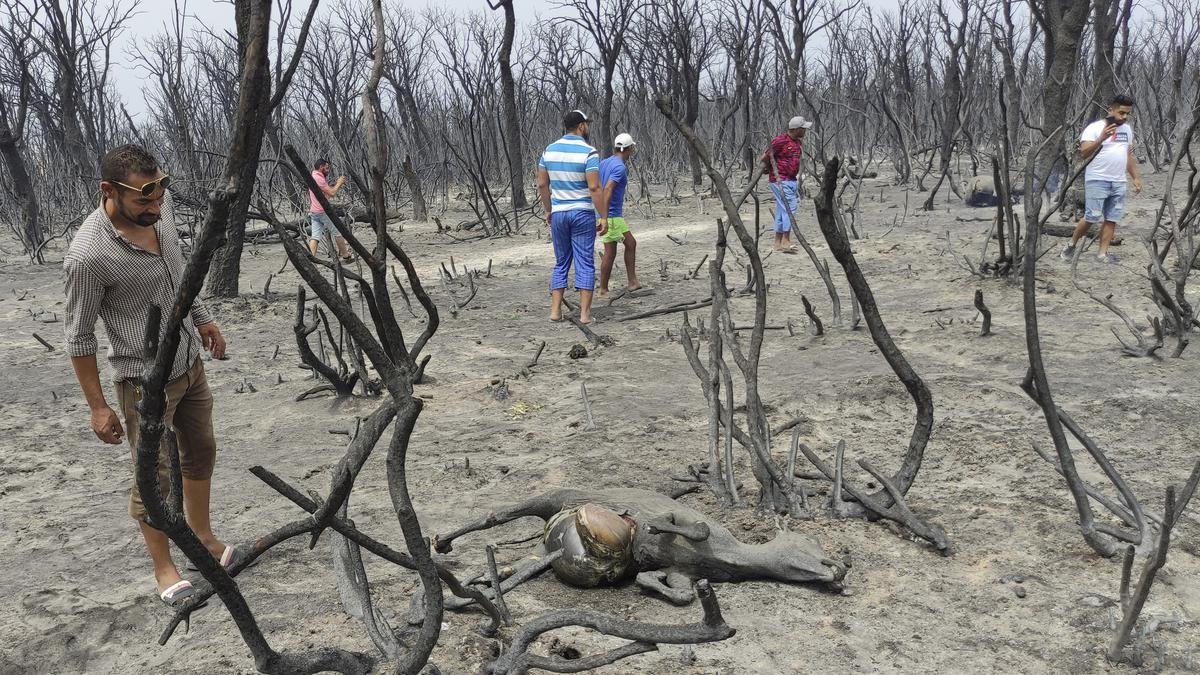Hukuman Mati bagi Pelaku Pembakaran Hutan di Aljazair