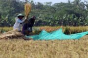 Tantangan Ketahanan Produksi Padi di Tengah Ancaman El Nino