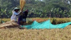 Tantangan Ketahanan Produksi Padi di Tengah Ancaman El Nino