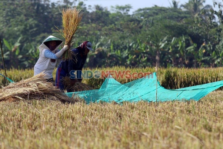 Tantangan Ketahanan Produksi Padi di Tengah Ancaman El Nino