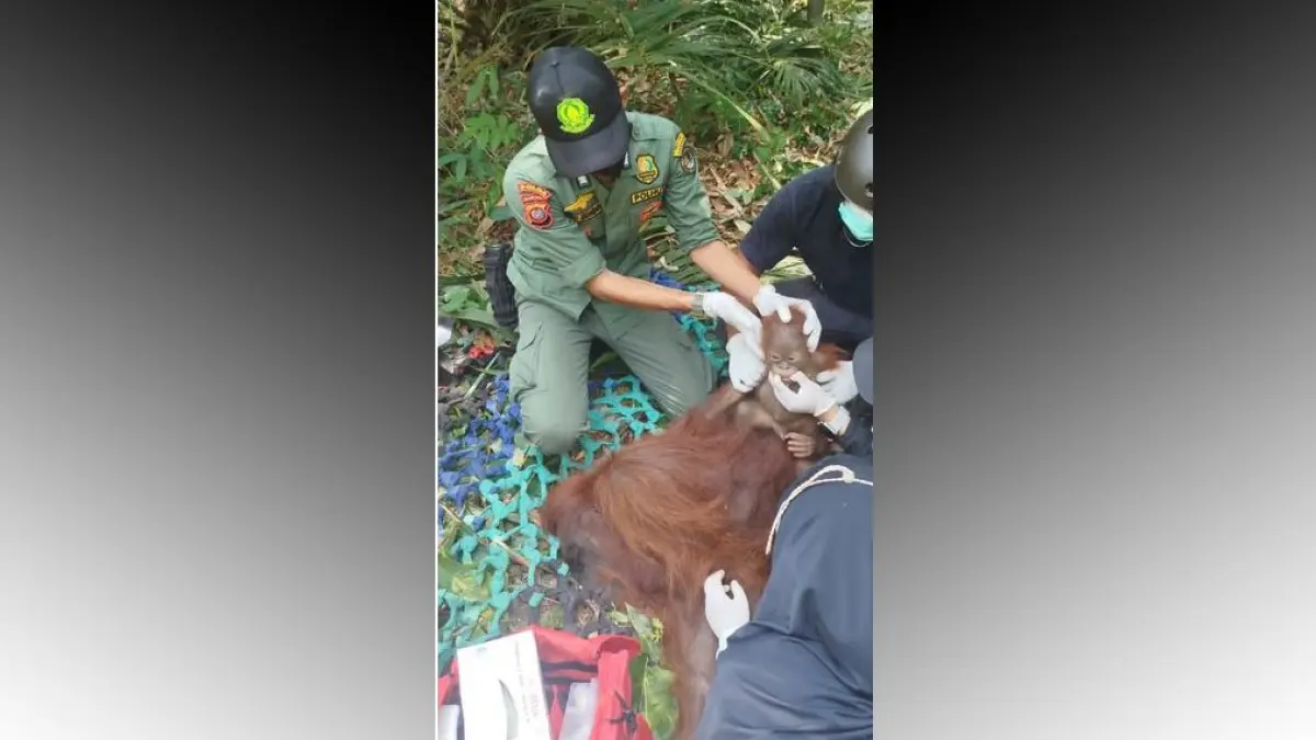 Evakuasi Orang Utan di Ketapang untuk Mengatasi Dampak Kemarau