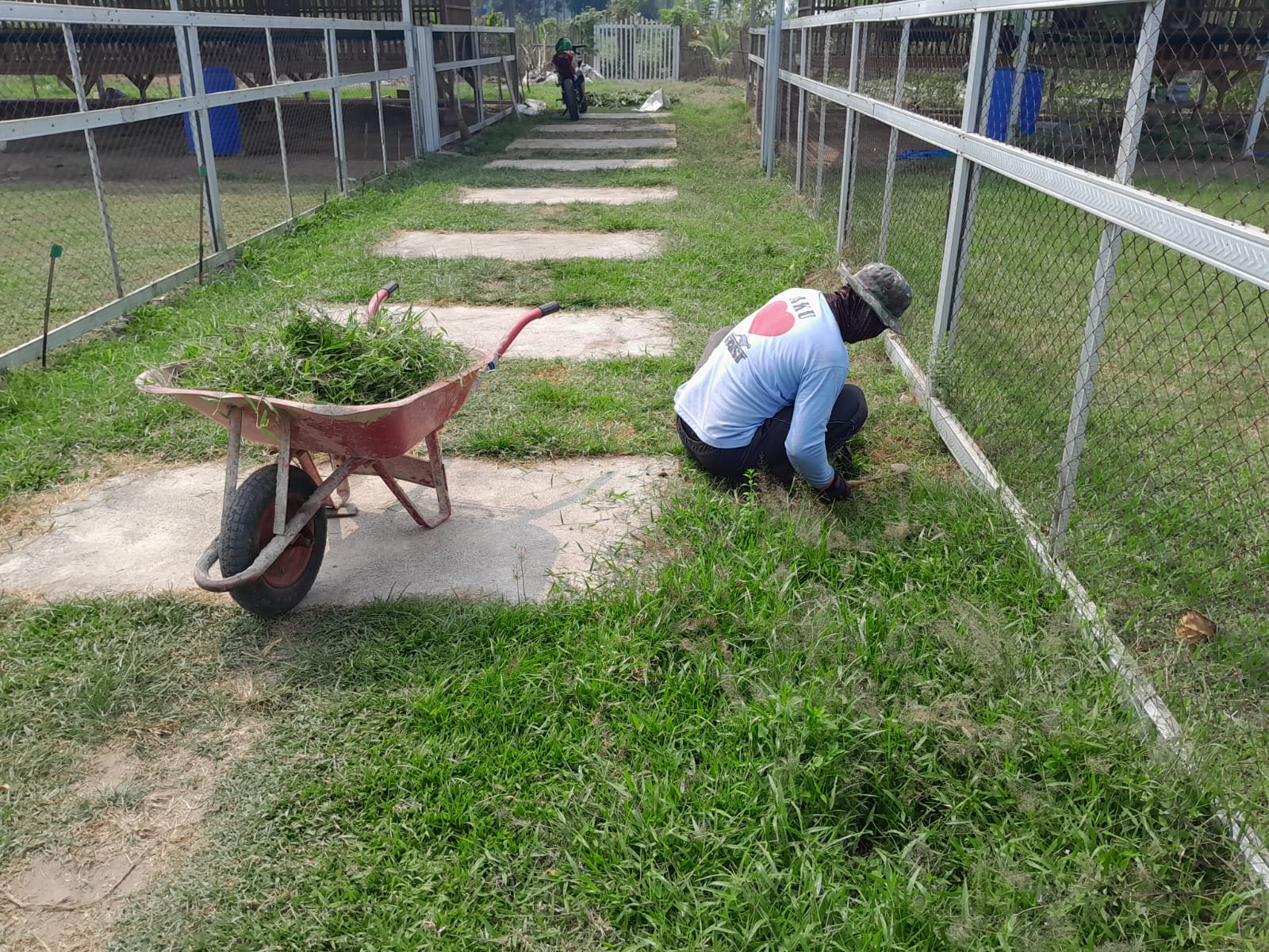 Tingkatkan Ketahanan Pangan, Kompi Produksi Kodim 0808/Blitar Aktif Kelola Pertanian, Peternakan Kambing dan Perikanan