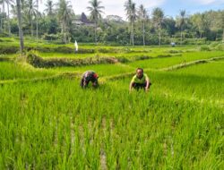 Wujudkan Ketahanan Pangan, Babinsa Kedungbanteng Dampingi Petani Merawat Sawah Warga