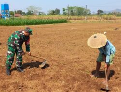 Dukung Ketahanan Pangan Nasional, Babinsa Selorejo Dampingi Petani Siapkan Lahan Tanam Jagung di Desa Boro