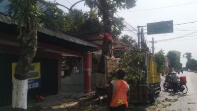 Antisipasi Pohon Tumbang Di Musim Pancaroba, Babinsa Sukorejo Bersinergi Dengan DLH Kota Blitar