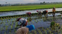 Koramil Jajaran Laksanakan Pendampingan Dan Pengawasan Ketahanan Pangan Dalam Proses Tanam Padi
