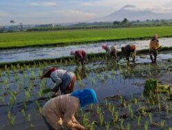 Koramil Jajaran Laksanakan Pendampingan Dan Pengawasan Ketahanan Pangan Dalam Proses Tanam Padi