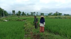 Koramil Jajaran Laksanakan Pendampingan Dan Pengawasan Ketahanan Pangan Di Wilayah Binaan