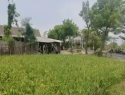 Koramil Jajaran Kodim 0820 Probolinggo Aktif Dampingi Petani Tingkatkan Hasil Padi