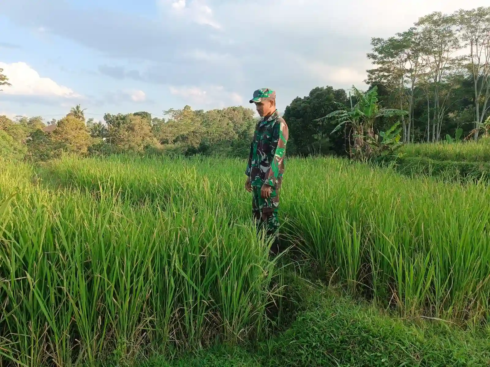 Koramil Gading Dampingi Petani Rawat Tanaman Padi, Dukung Ketahanan Pangan Nasional