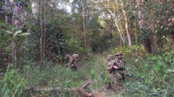Pasukan Airborne SGS 2026 Laksanakan Operasi Lanjutan Dalam Materi Jungle FTX