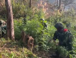 TNI Bersihkan Ladang Ganja di Yahukimo, 21.400 Batang Diamankan