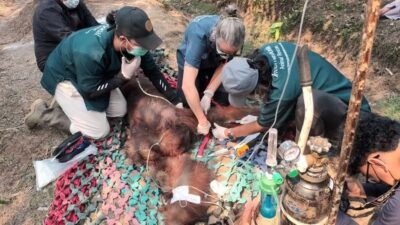 Orangutan Jantan ‘Sempurna’ Ditemukan Mati di Kalbar