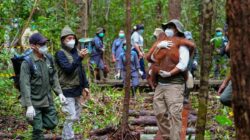 Penyelamatan Satwa Liar dalam Menghadapi Karhutla di Kalimantan Tengah