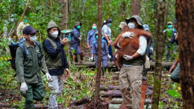 Penyelamatan Satwa Liar dalam Menghadapi Karhutla di Kalimantan Tengah