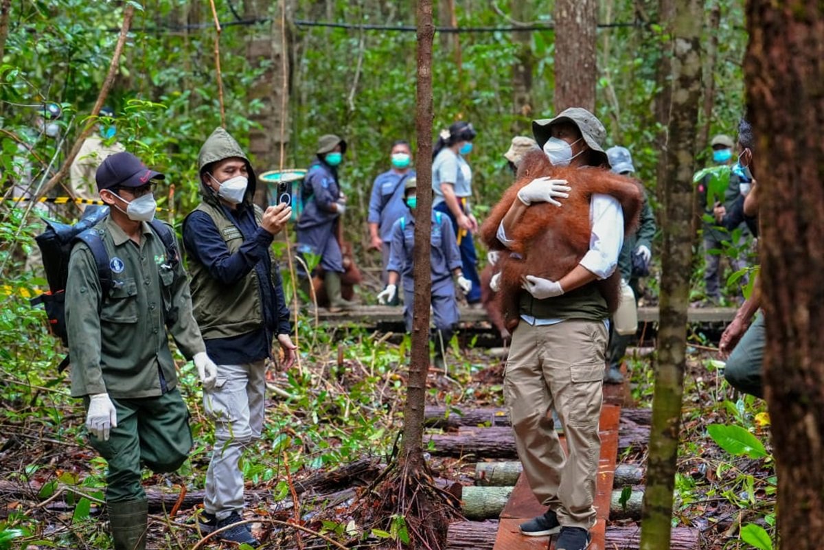 Penyelamatan Satwa Liar dalam Menghadapi Karhutla di Kalimantan Tengah