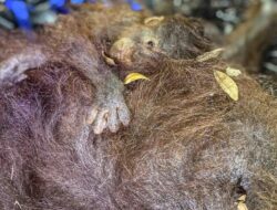 Aktivitas Pemantauan di Gunung Anak Krakatau