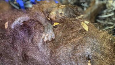 Aktivitas Pemantauan di Gunung Anak Krakatau