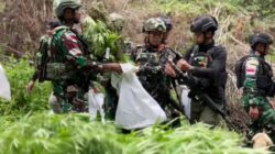 Penemuan Ladang Ganja di Pegunungan Bintang