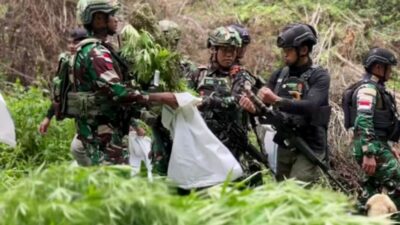 Penemuan Ladang Ganja di Pegunungan Bintang