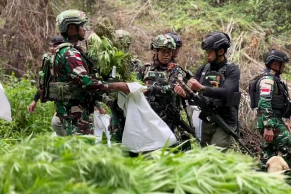 Penemuan Ladang Ganja di Pegunungan Bintang