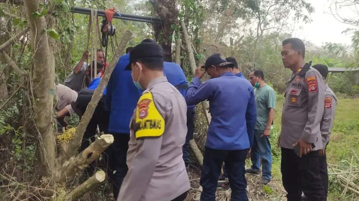 Kerbau Betina Terperosok ke Dalam Sumur di Serang, Evakuasi Dramatis Dilakukan