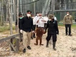 Perhatian Gibran Terhadap Nasib Orangutan di Tengah Kebakaran Hutan