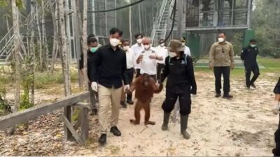 Perhatian Gibran Terhadap Nasib Orangutan di Tengah Kebakaran Hutan