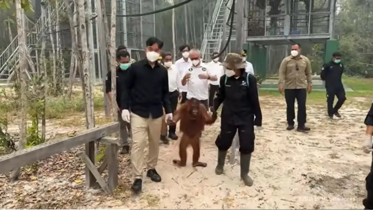 Perhatian Gibran Terhadap Nasib Orangutan di Tengah Kebakaran Hutan